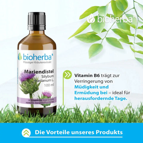 Mariendistel Silybum marianum L. Tropfen Tinktur 100 ml